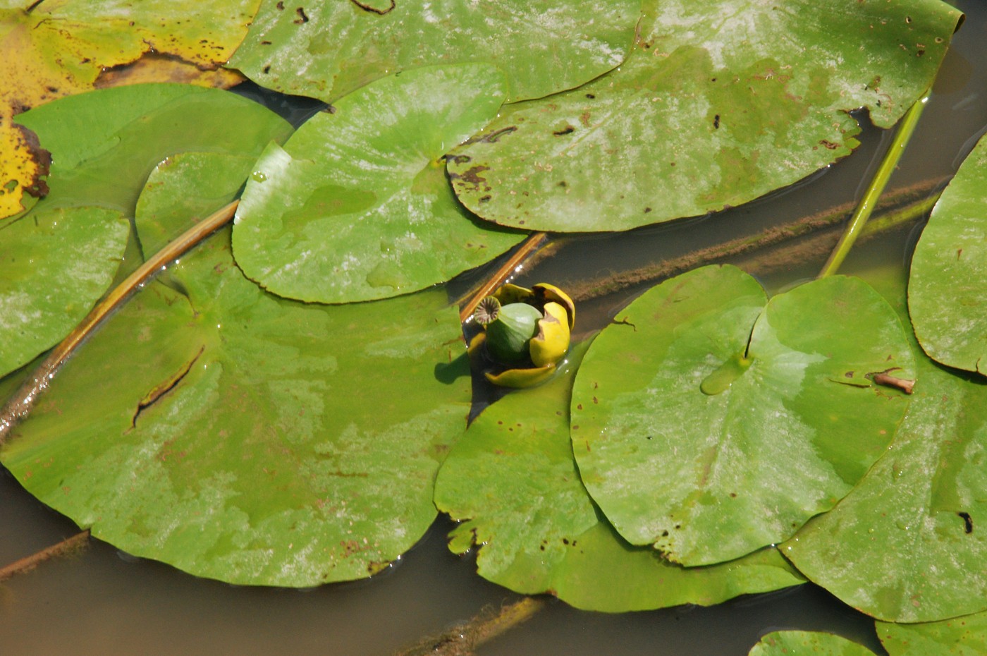 Image of Nuphar lutea specimen.