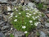 Cerastium polymorphum. Цветущее растение. Кабардино-Балкария, Эльбрусский р-н, долина р. Юсеньги, ок. 2550 м н.у.м., каменистое место. 25.08.2017.