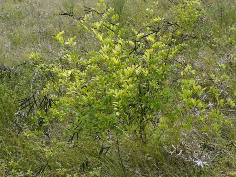 Image of Lathyrus niger specimen.