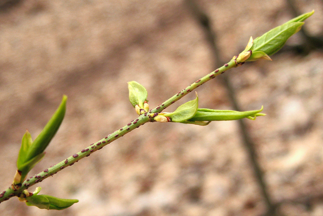 Изображение особи Euonymus verrucosus.