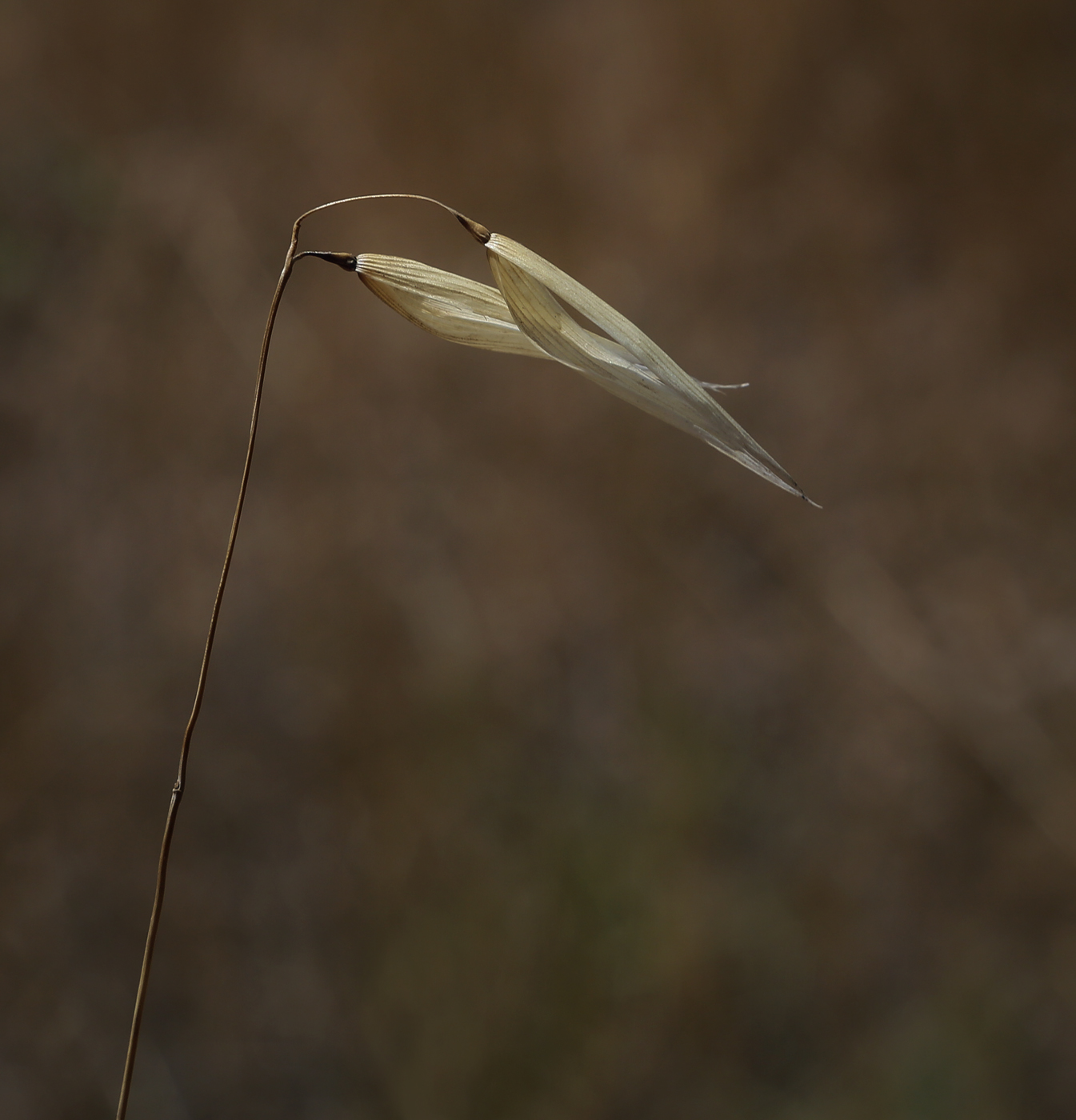 Image of genus Avena specimen.