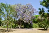 Bolusanthus speciosus