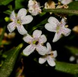 Myoporum parvifolium