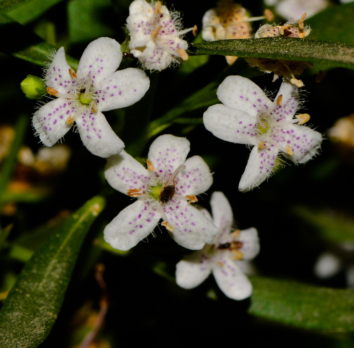 Image of Myoporum parvifolium specimen.