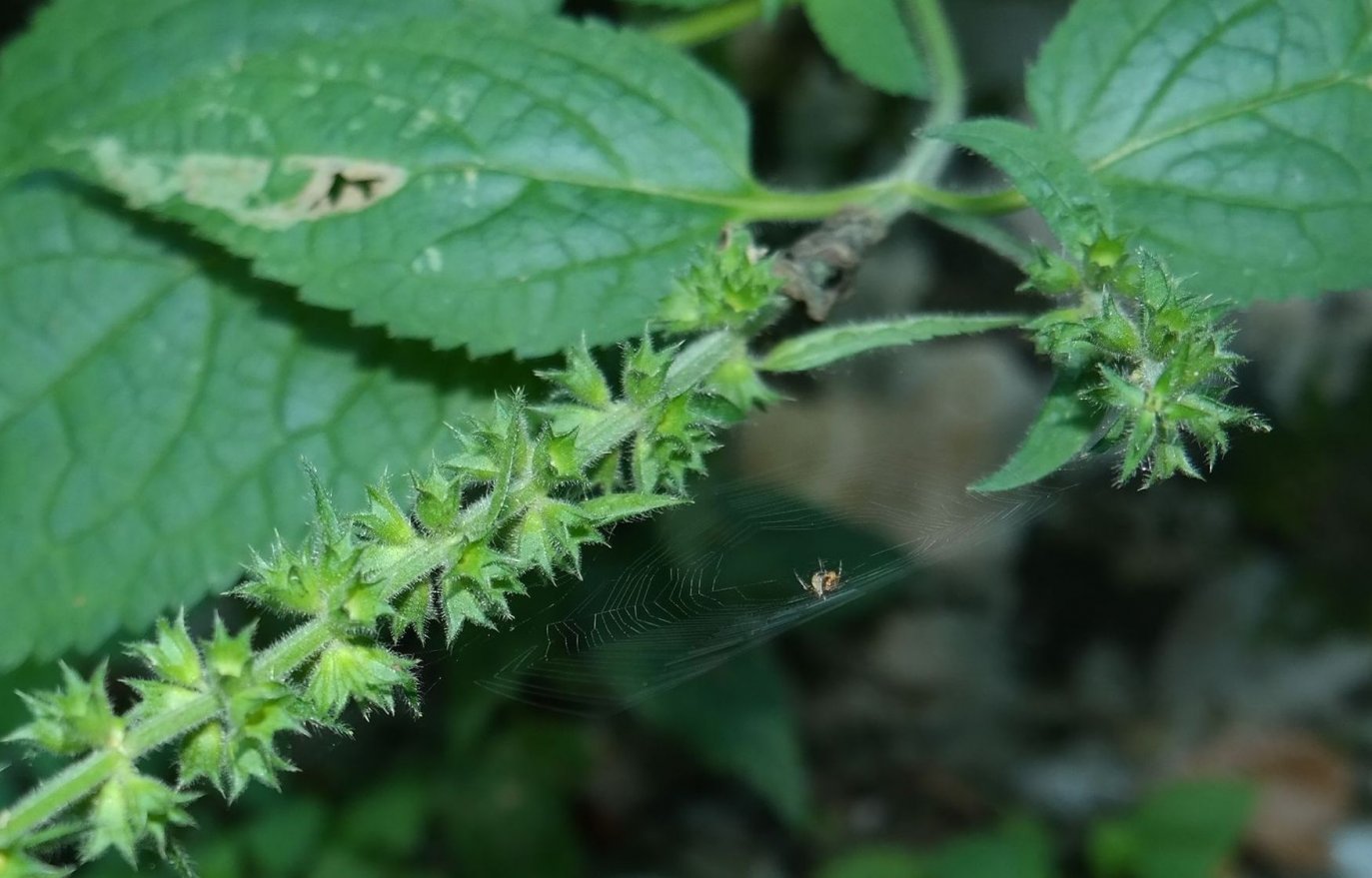 Image of Stachys sylvatica specimen.