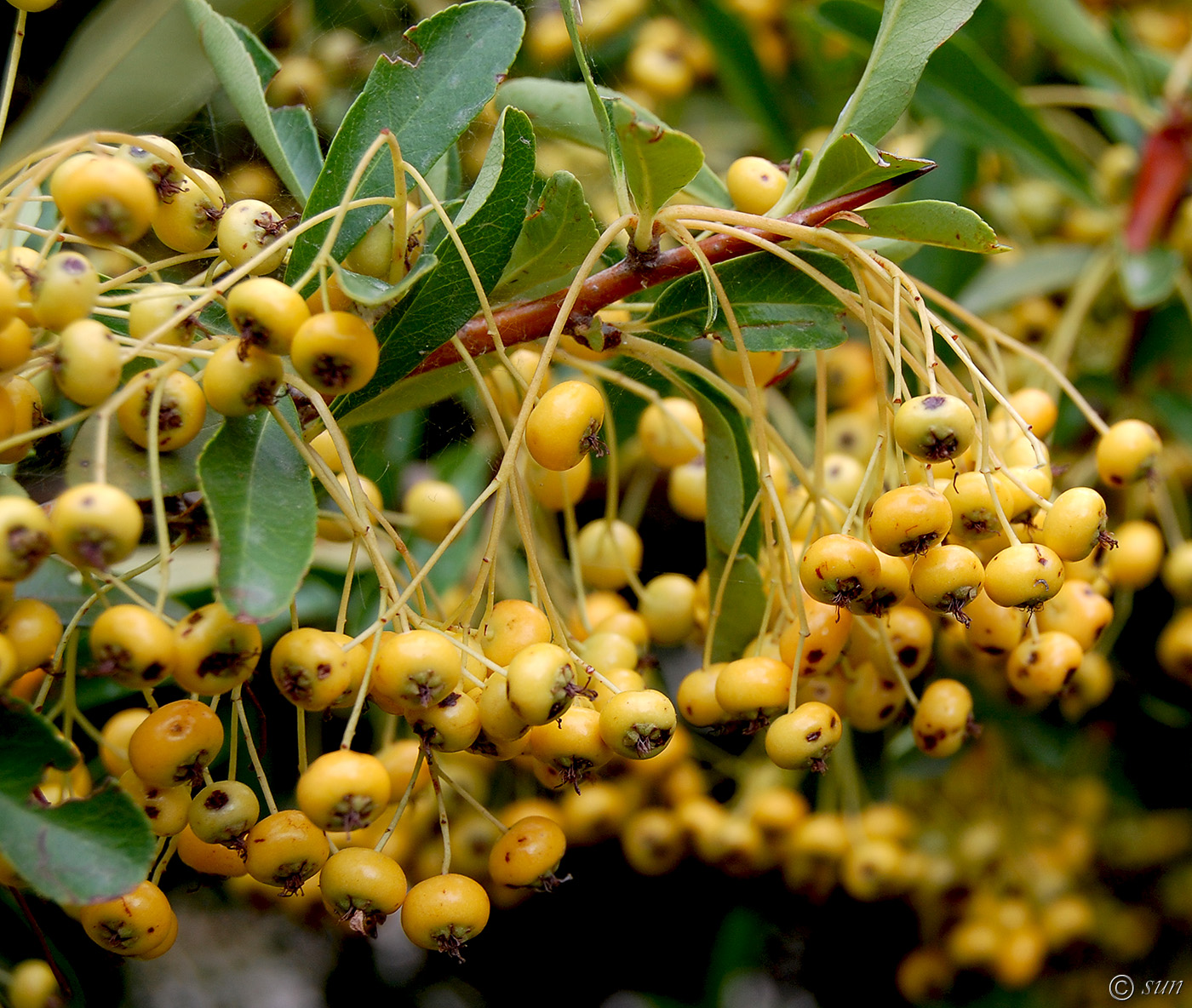 Изображение особи род Pyracantha.