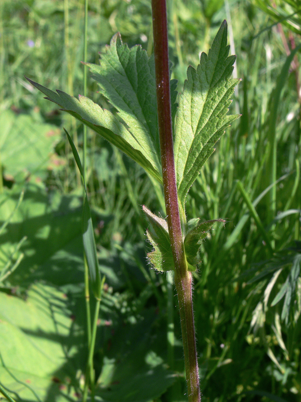 Image of Geum rivale specimen.