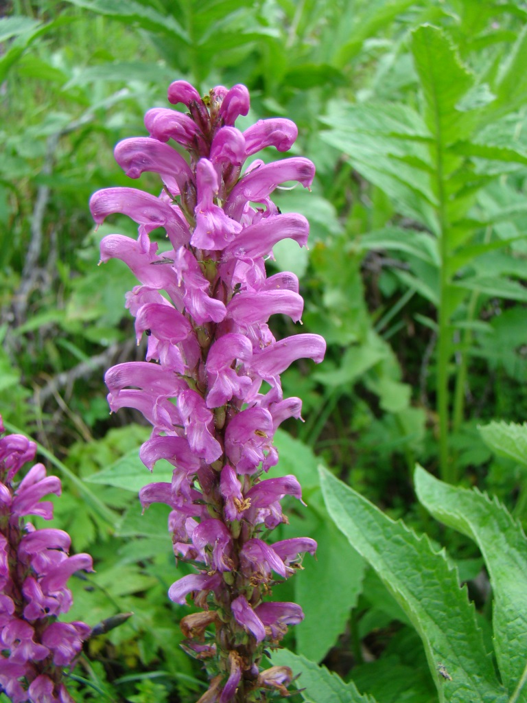 Image of Pedicularis elata specimen.