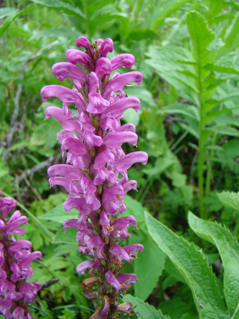 Изображение особи Pedicularis elata.