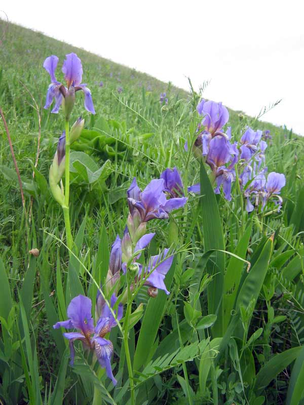 Image of Iris alberti specimen.