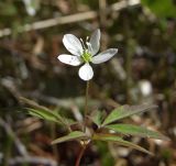 Anemone debilis