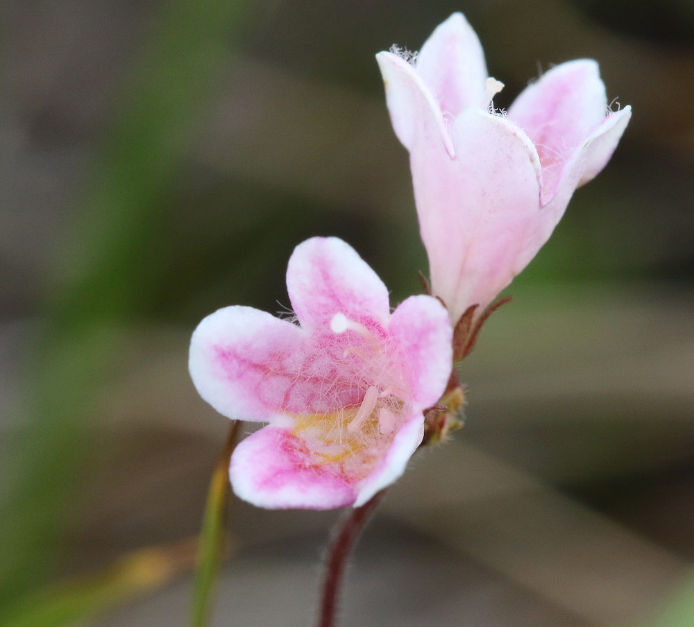 Image of Linnaea borealis specimen.