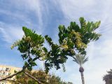 Cupaniopsis anacardioides