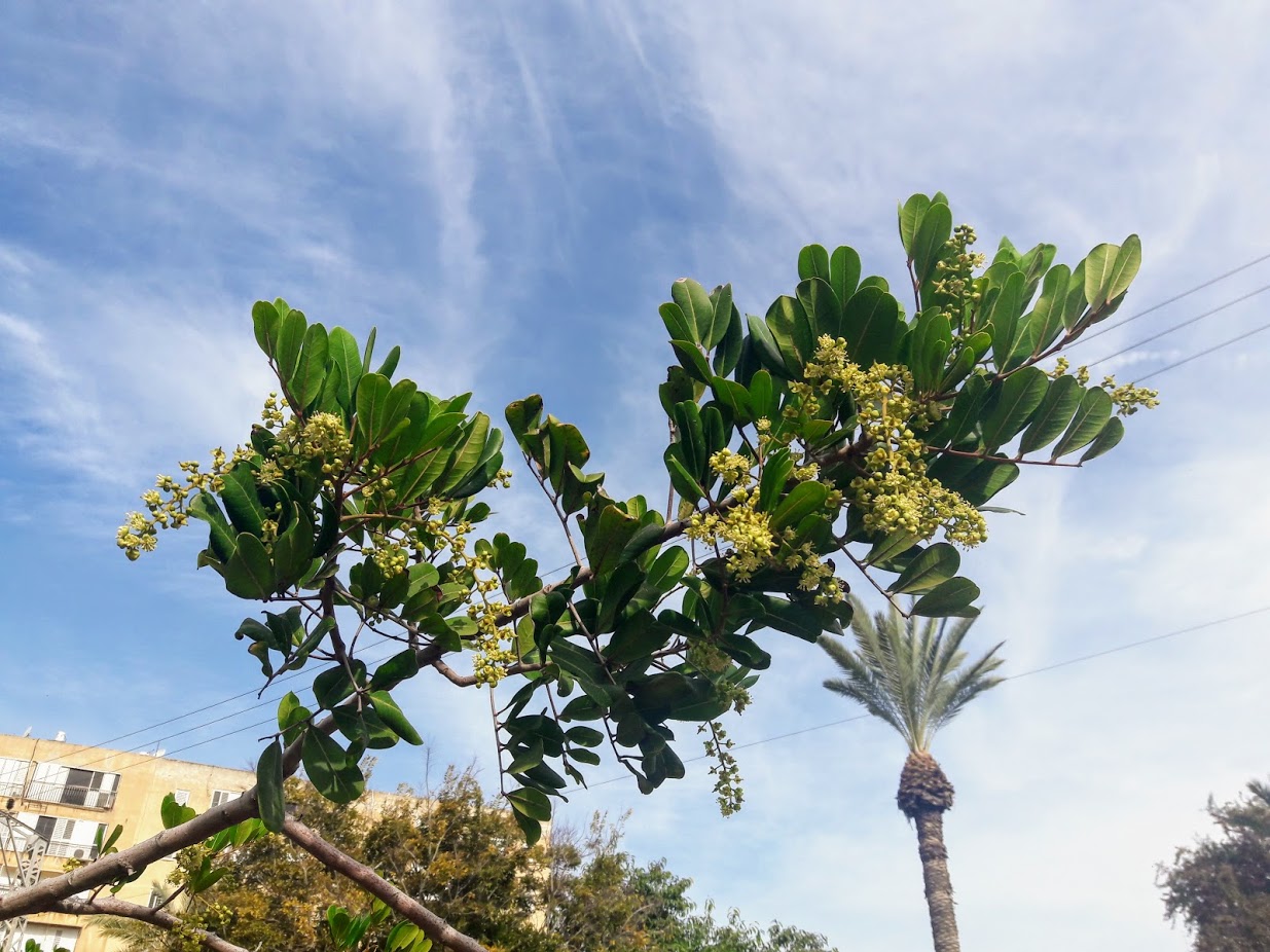 Изображение особи Cupaniopsis anacardioides.