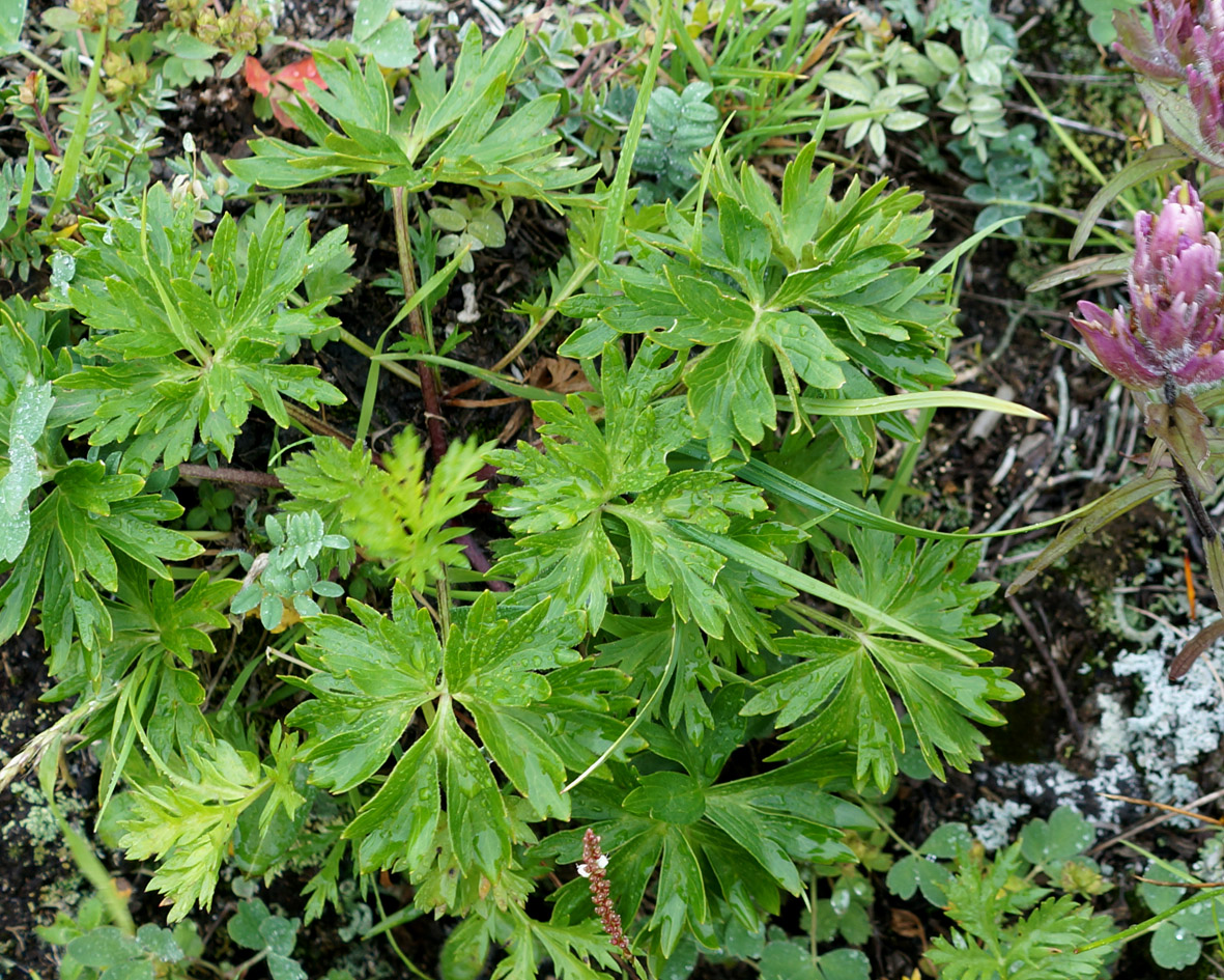 Image of Anemonastrum sibiricum specimen.