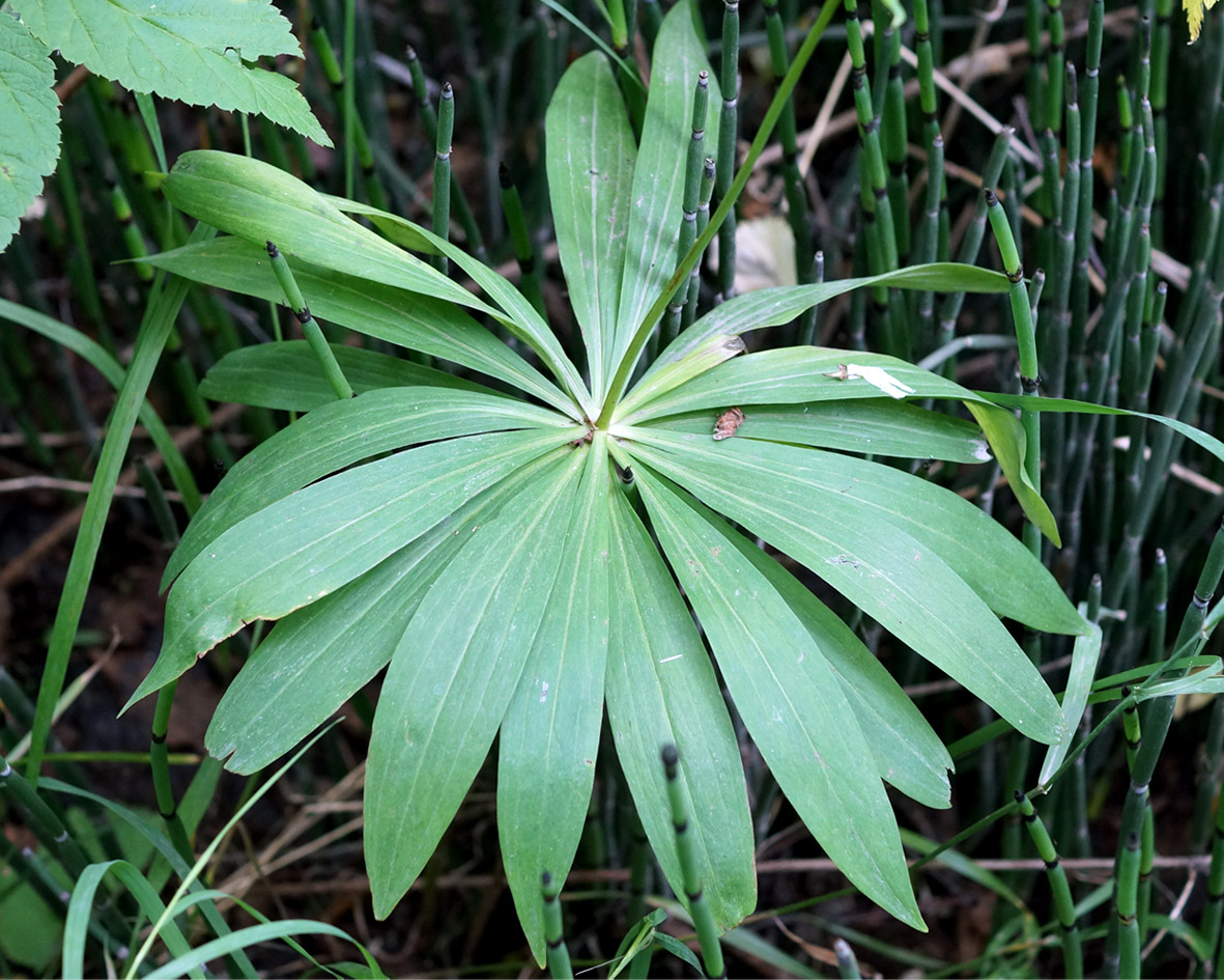 Изображение особи Lilium debile.