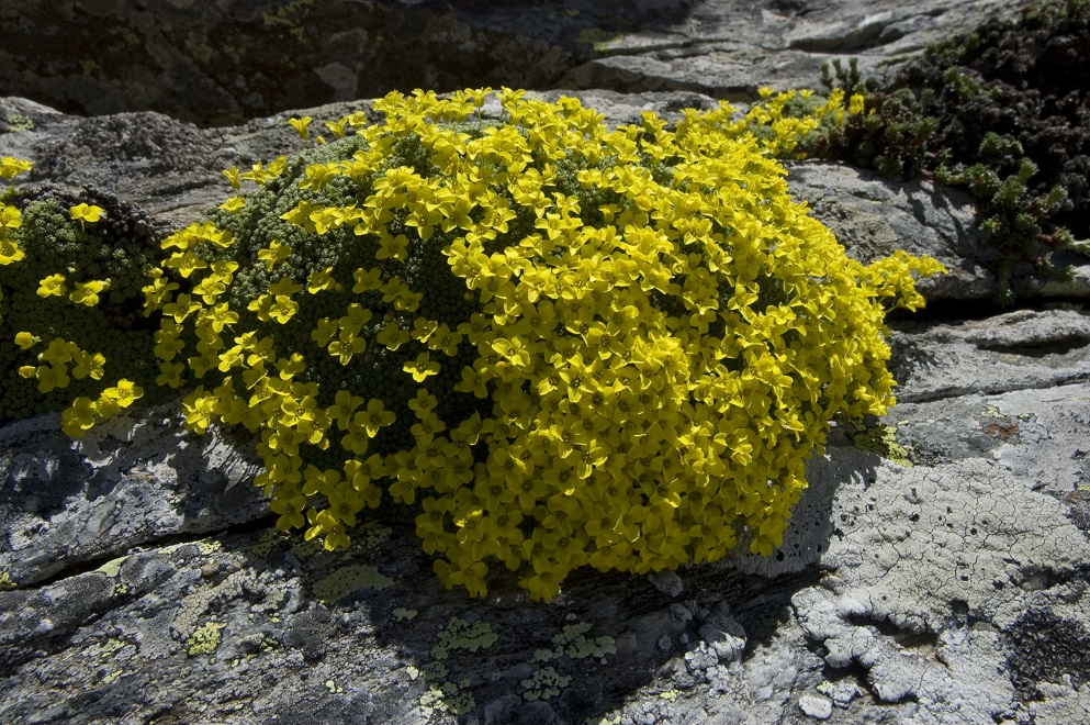 Изображение особи Draba bryoides.