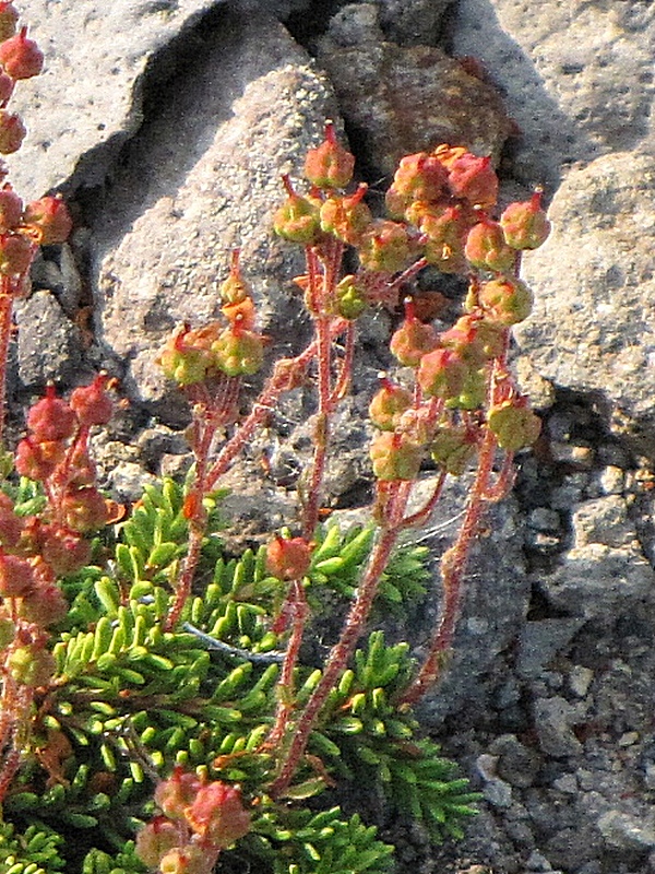 Изображение особи Bryanthus gmelinii.