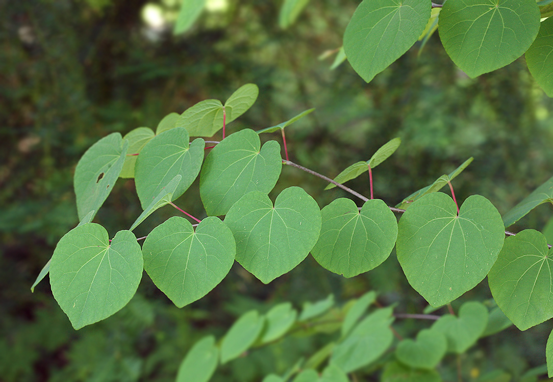 Image of Cercidiphyllum japonicum specimen.