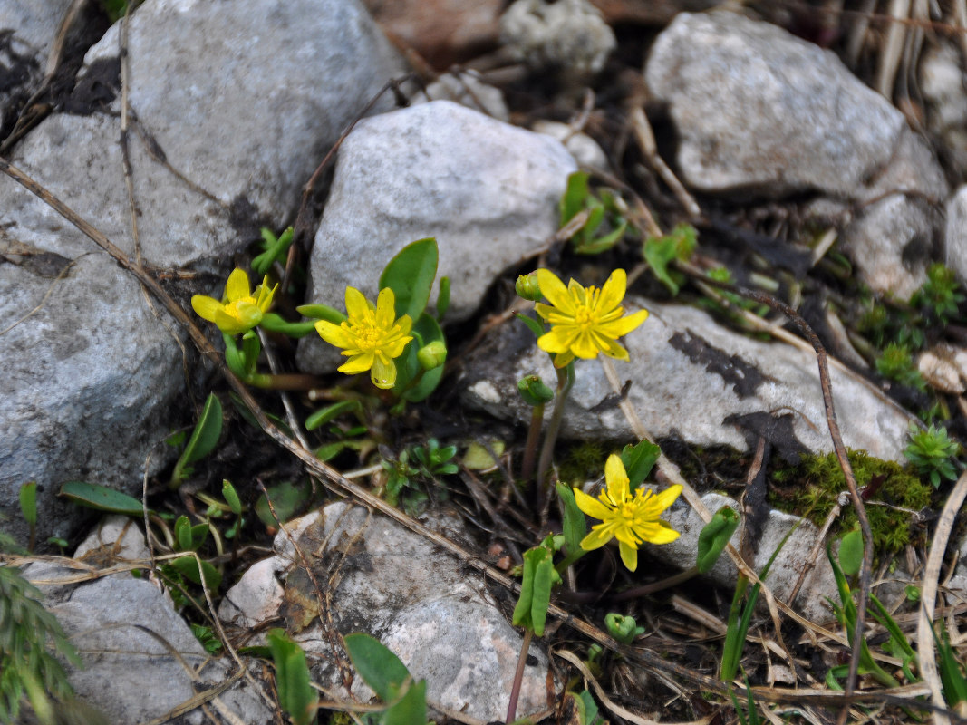 Image of Ranunculus helenae specimen.