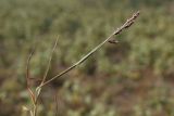 Echinochloa crus-galli. Верхушка плодоносящего растения. Казахстан, Кызылординская обл., пос. Басыкара, долина р. Сырдарья. Сентябрь 2017 г.