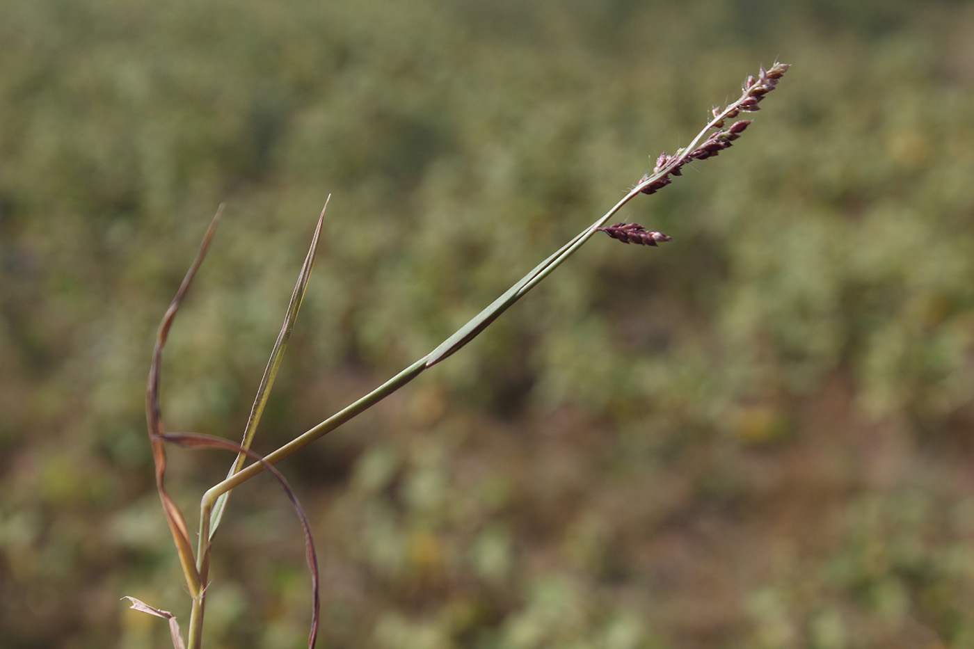 Изображение особи Echinochloa crus-galli.