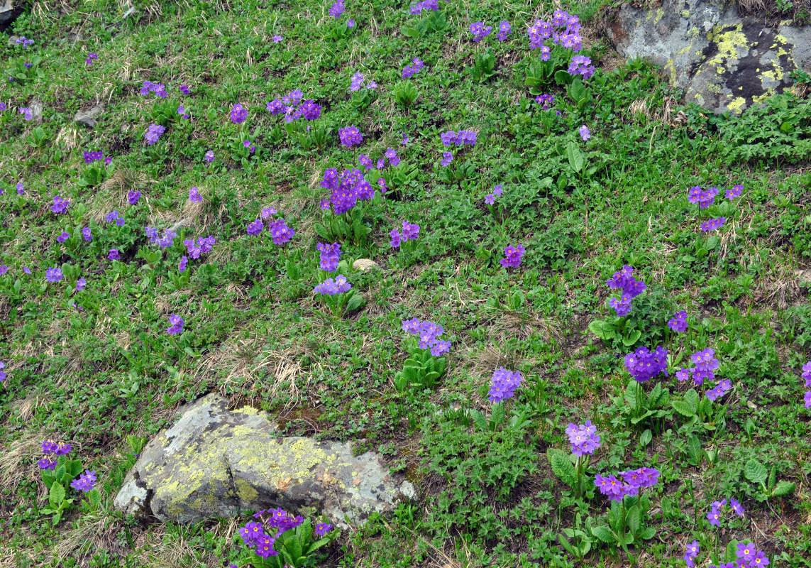 Image of Primula amoena specimen.