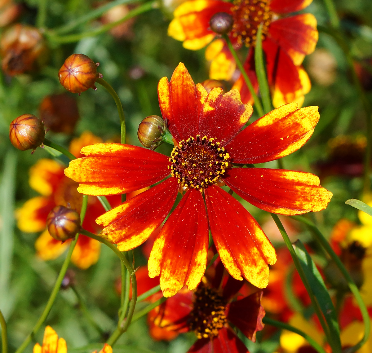 Image of Coreopsis tinctoria specimen.