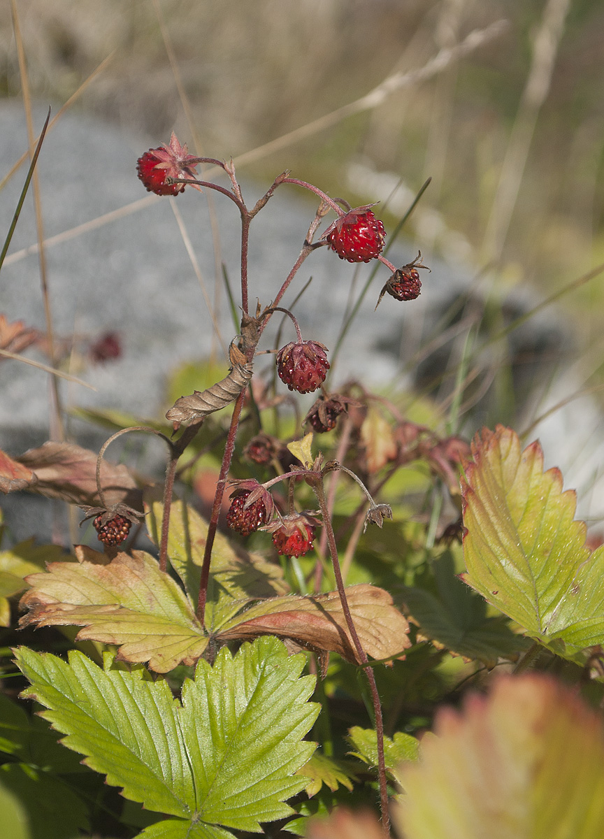 Изображение особи Fragaria vesca.