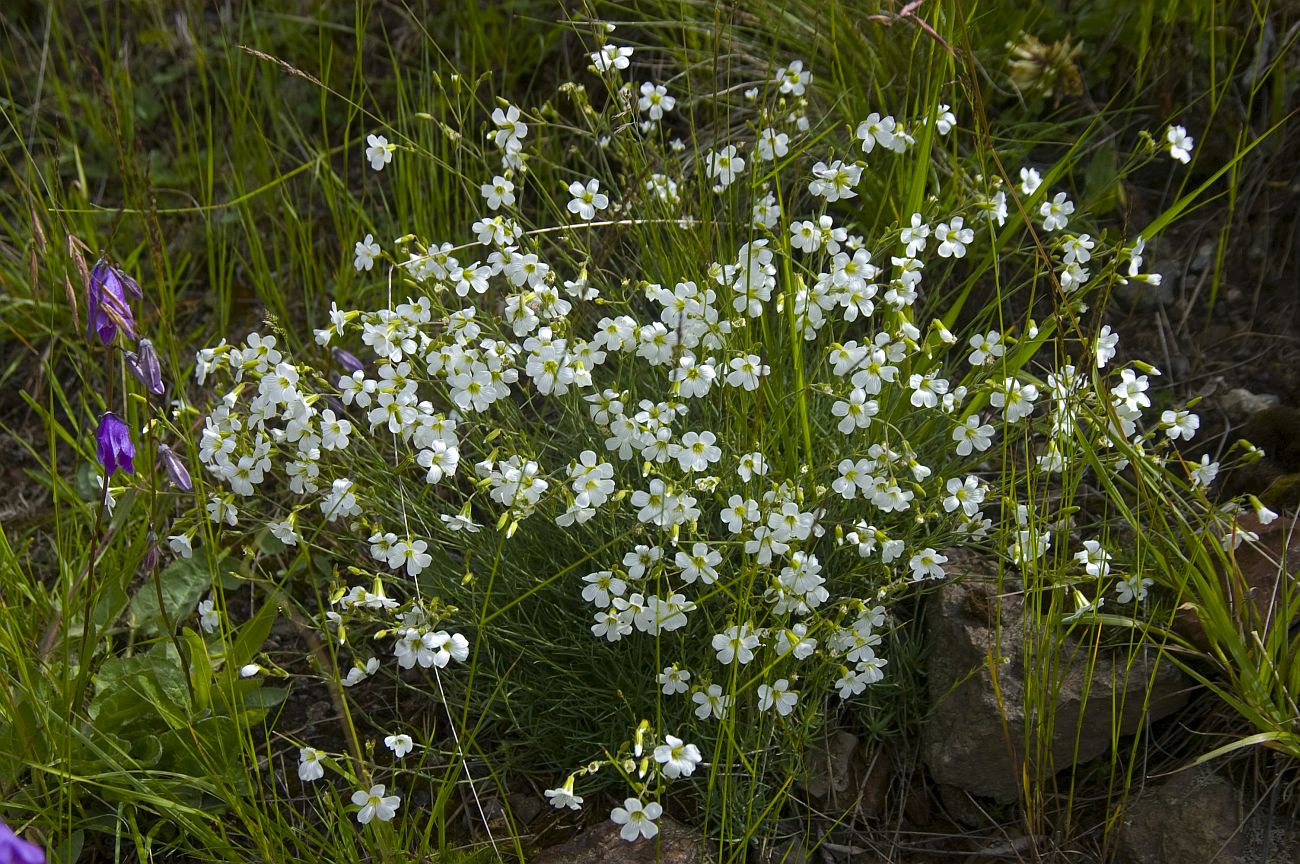 Image of Minuartia circassica specimen.