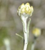 Helichrysum stoechas ssp. barrelieri