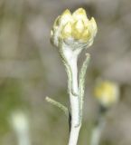 Helichrysum подвид barrelieri
