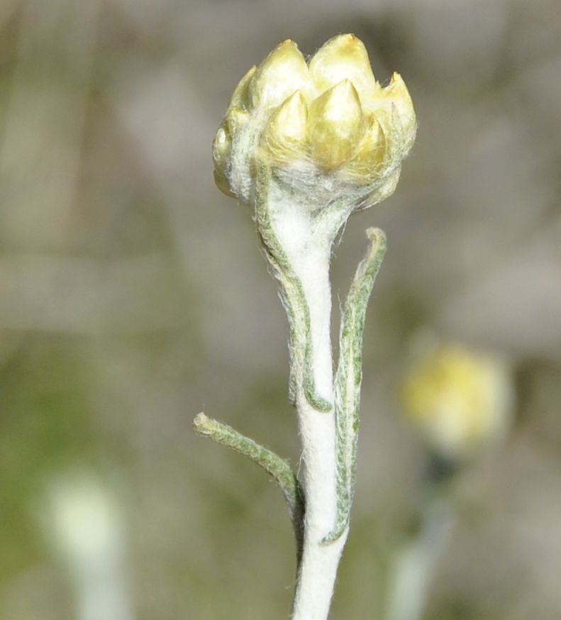 Изображение особи Helichrysum stoechas ssp. barrelieri.