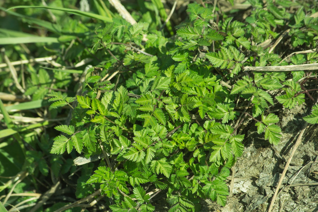 Изображение особи семейство Apiaceae.