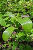 Colchicum umbrosum