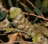 Melaleuca elliptica. Соплодие с лишайниками на верхушке. Израиль, Шарон, пос. Кфар Монаш, ботанический сад \"Хават Ганой\". 01.06.2017.