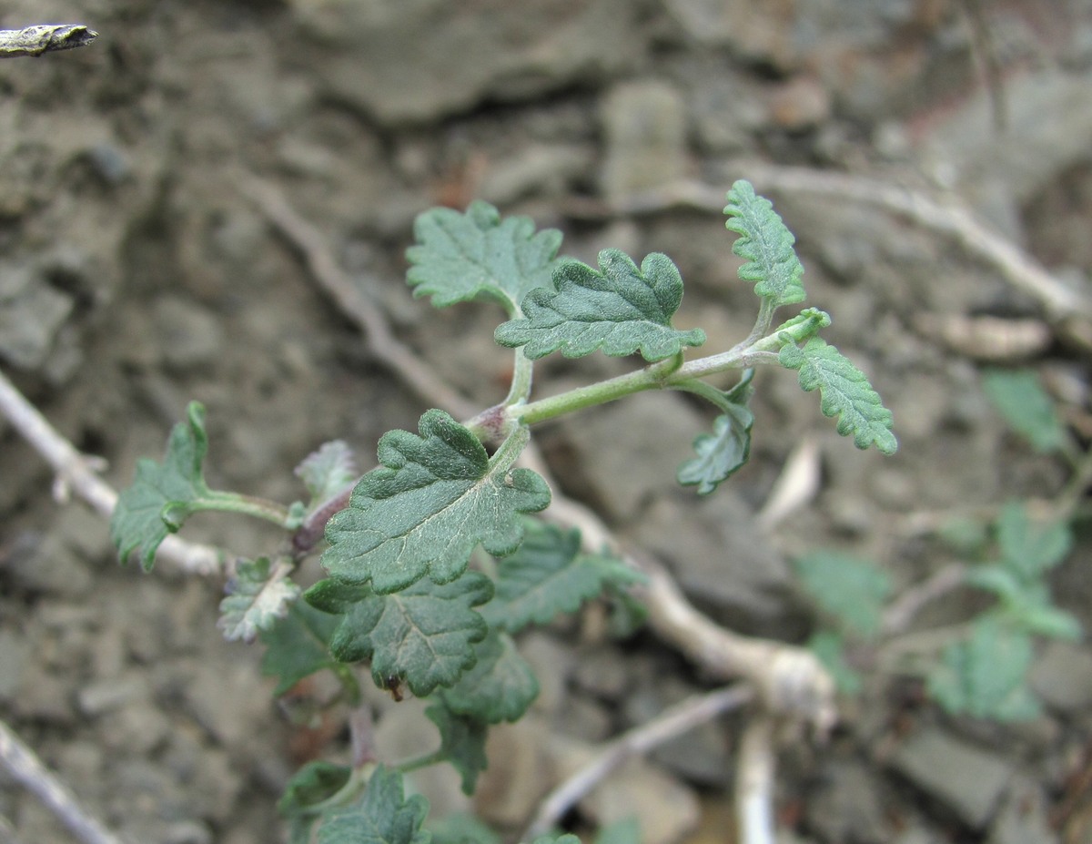 Изображение особи Scutellaria granulosa.