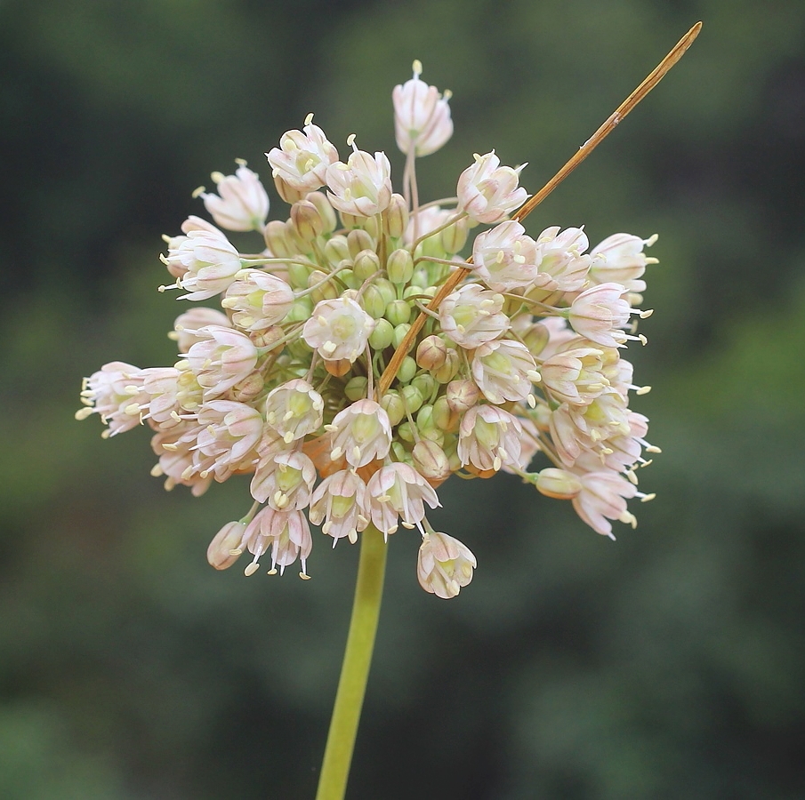 Изображение особи Allium pallens ssp. coppoleri.
