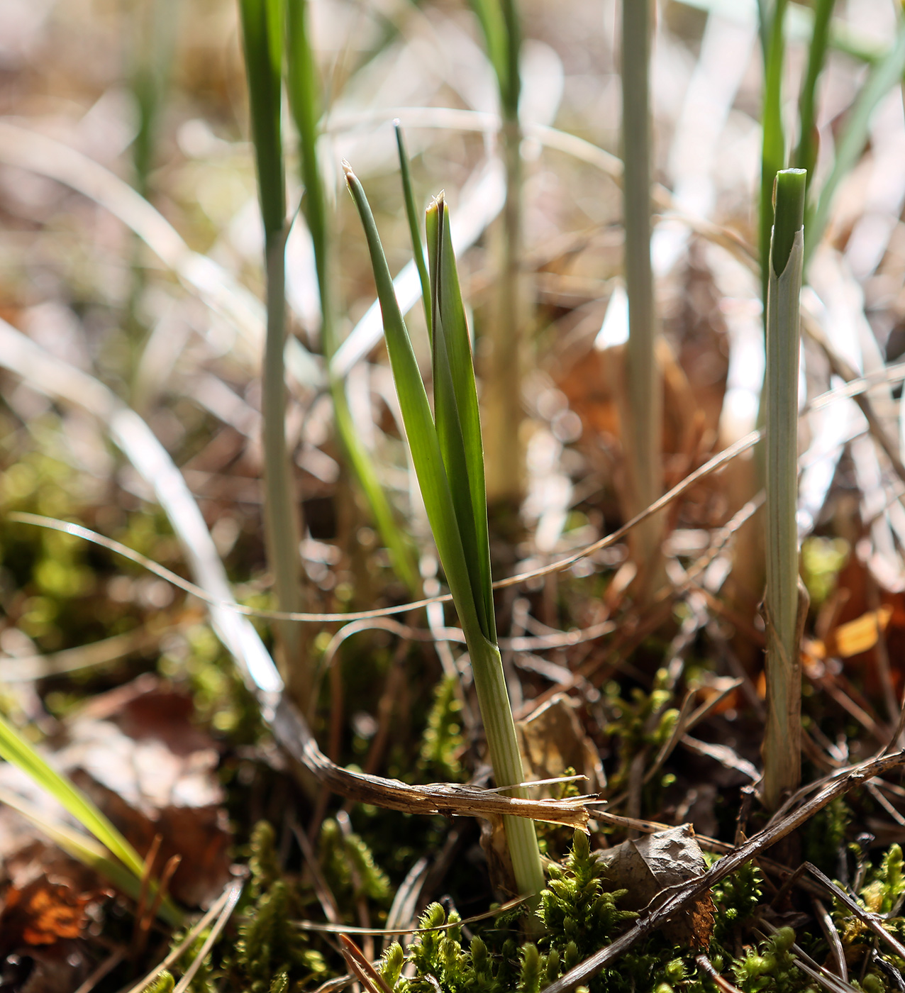 Image of Allium strictum specimen.