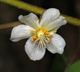 Actinidia kolomikta