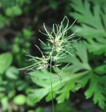 Poa bulbosa subspecies vivipara. Верхушка вегетирующего растения. Грузия, Боржоми-Харагаульский национальный парк, лес. 24.05.2018.