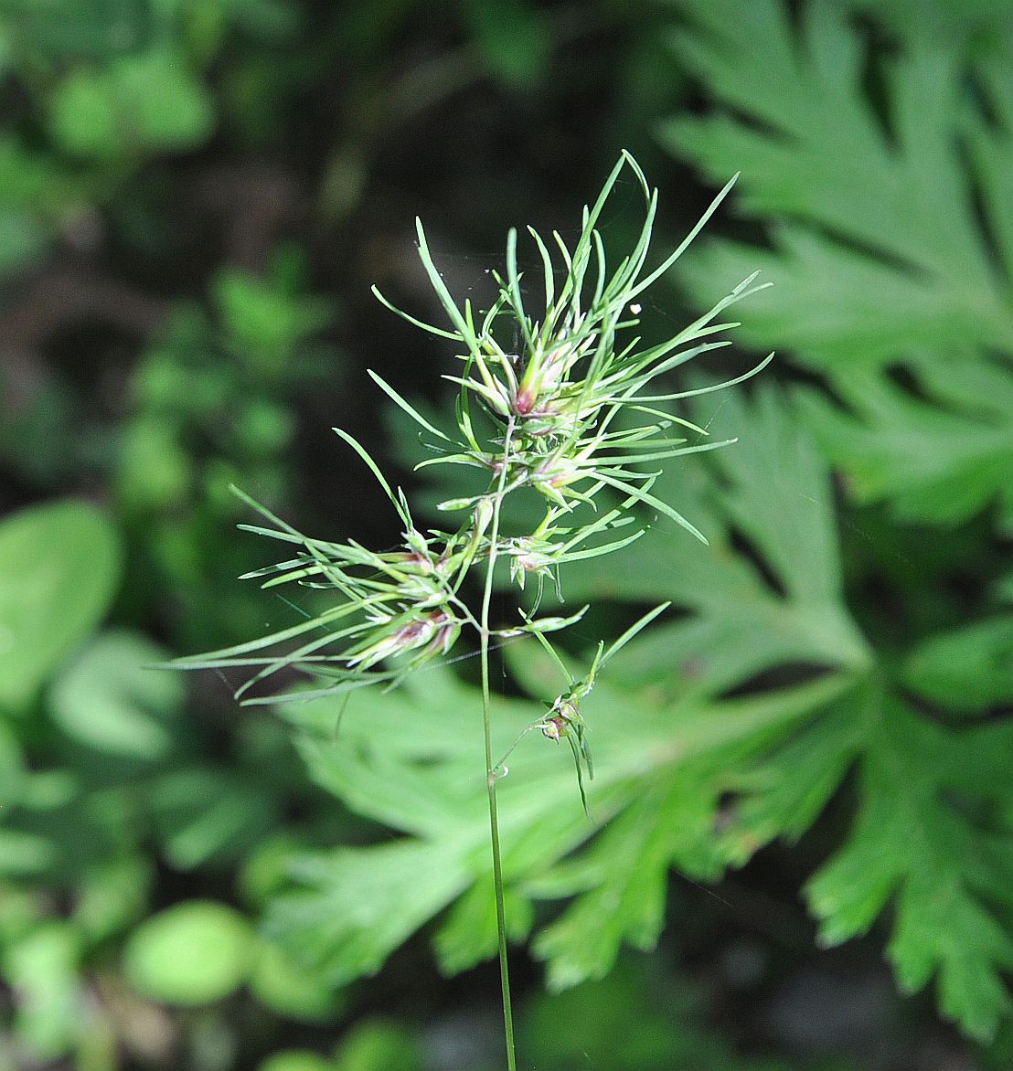 Изображение особи Poa bulbosa ssp. vivipara.