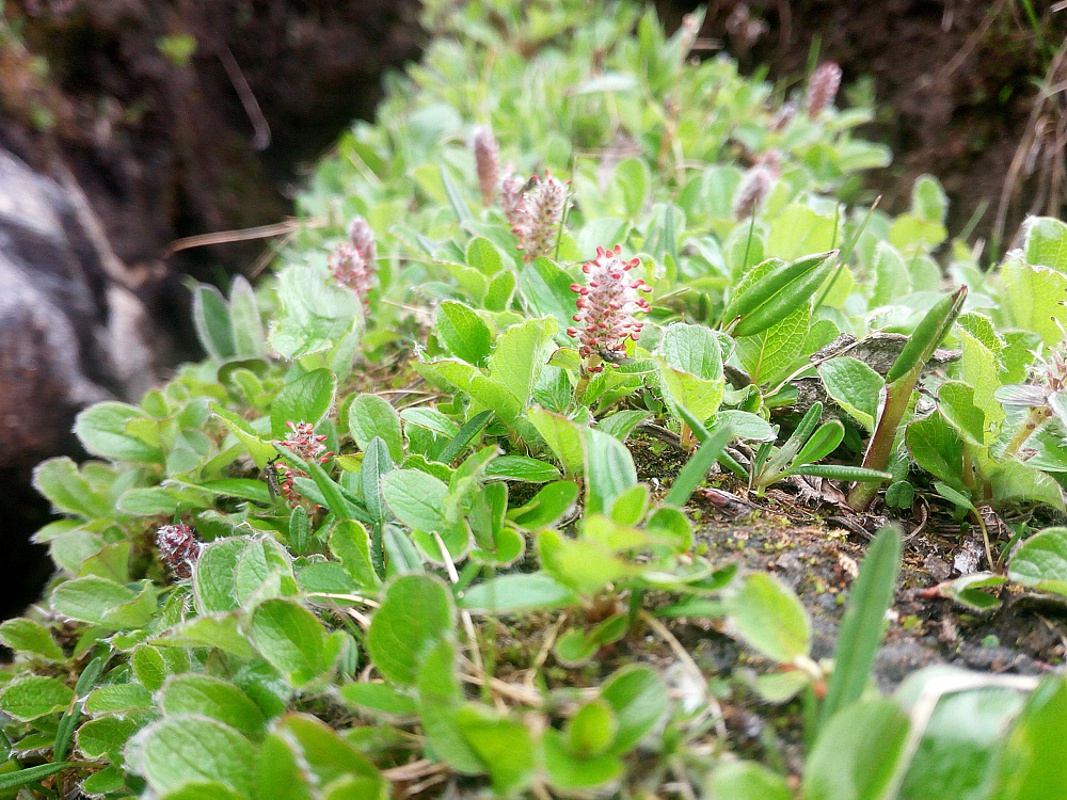 Карликовая ива фото. Ива Полярная. Salix Polaris. Полярная Ива в тундре. Полярная (Salix Polaris.