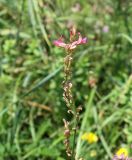 Onobrychis inermis