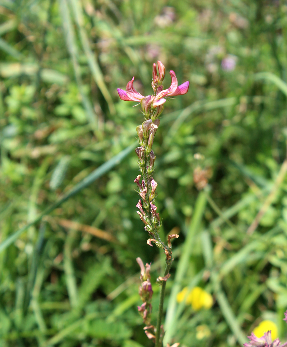 Изображение особи Onobrychis inermis.