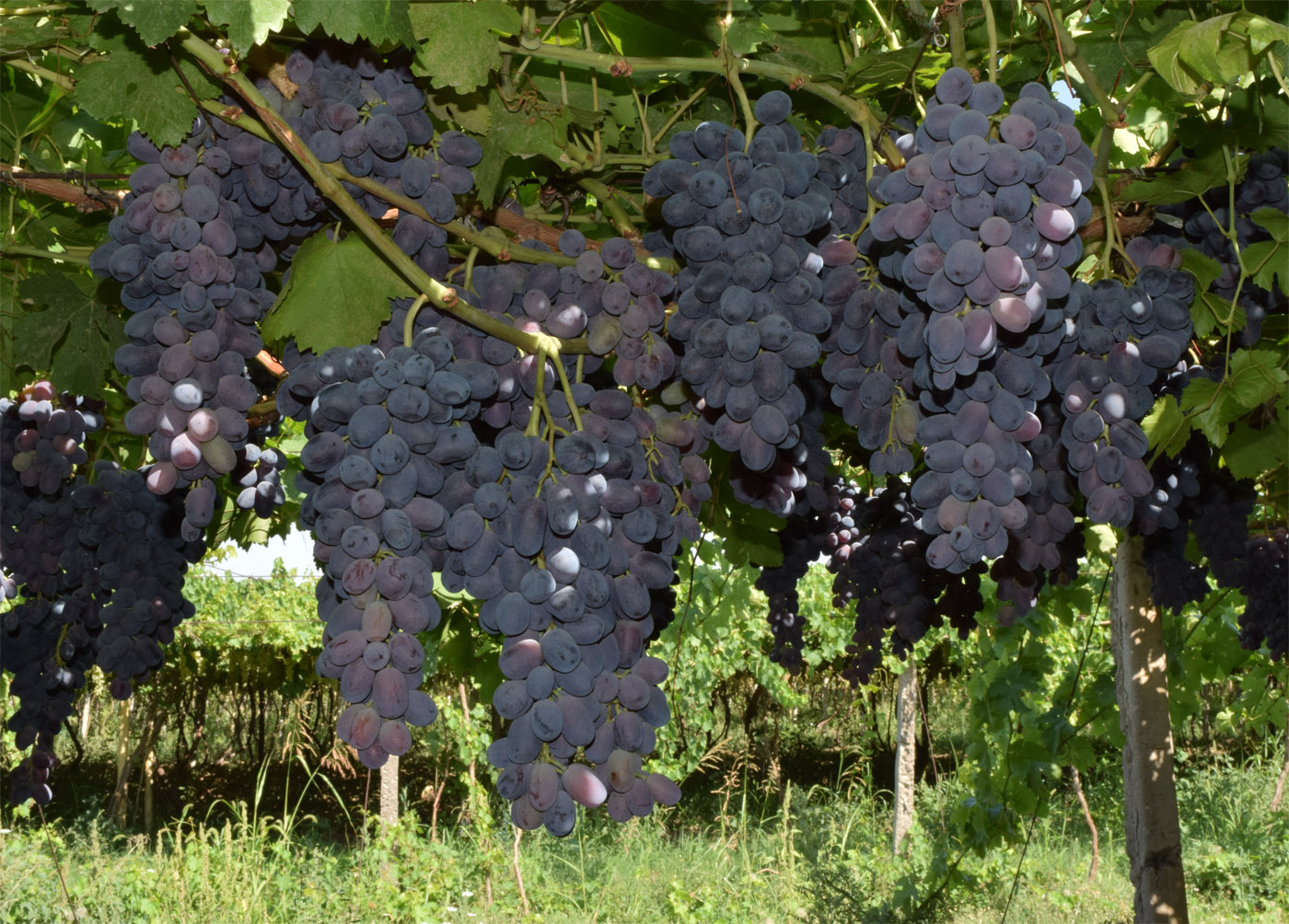 Изображение особи Vitis vinifera.