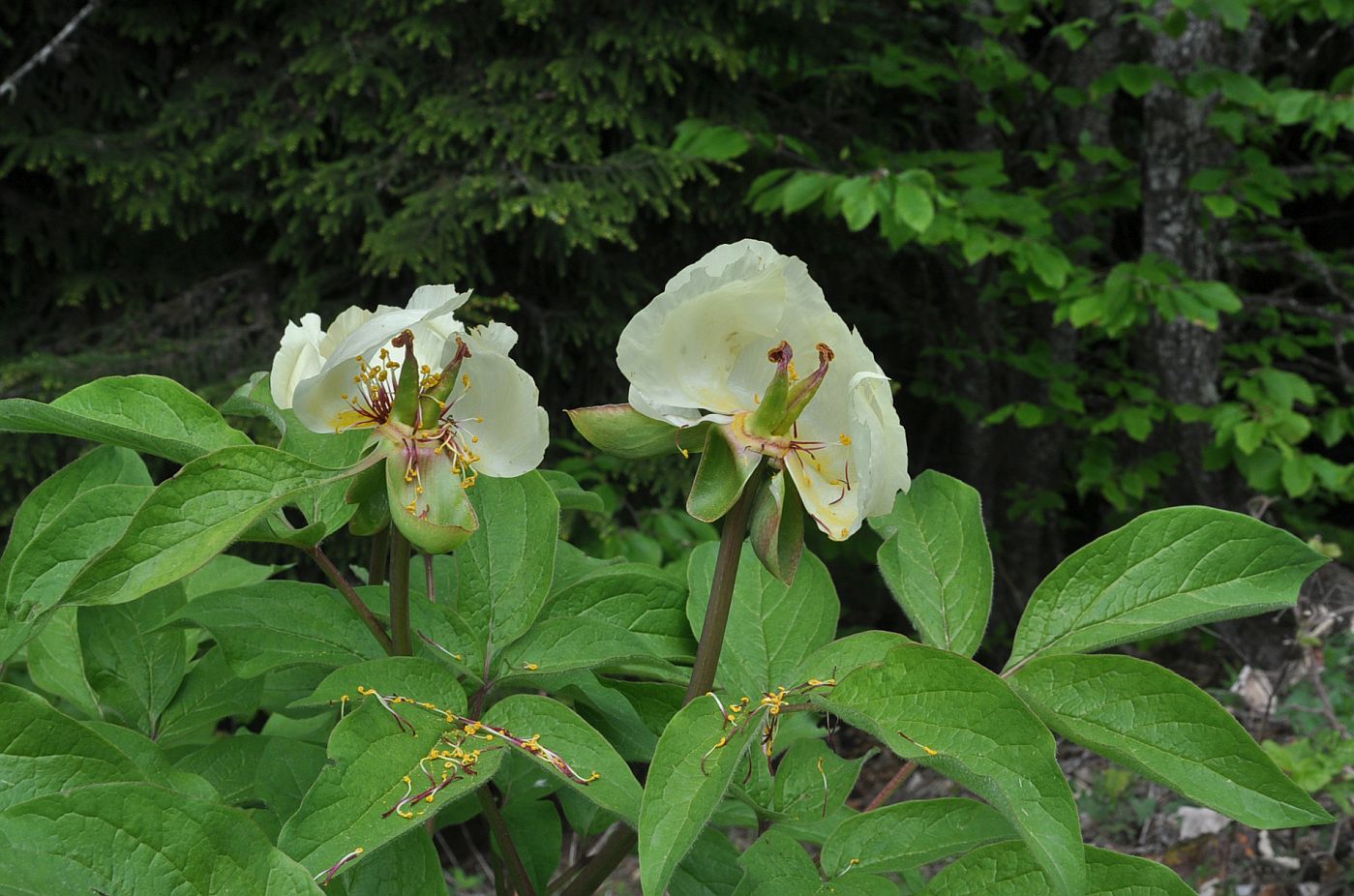 Image of Paeonia macrophylla specimen.