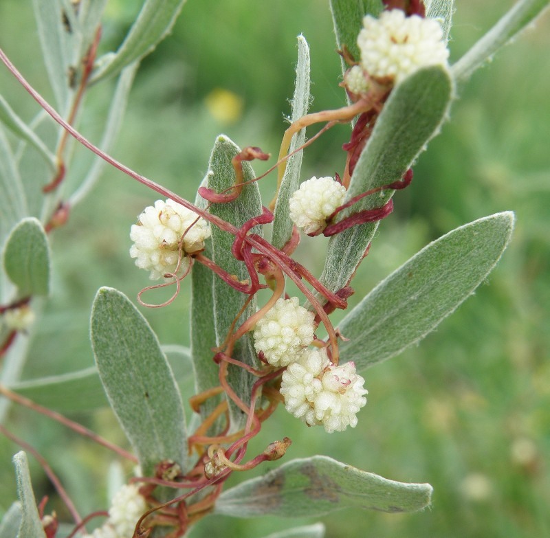 Image of Cuscuta planiflora specimen.