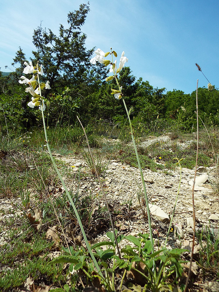 Image of Salvia ringens specimen.