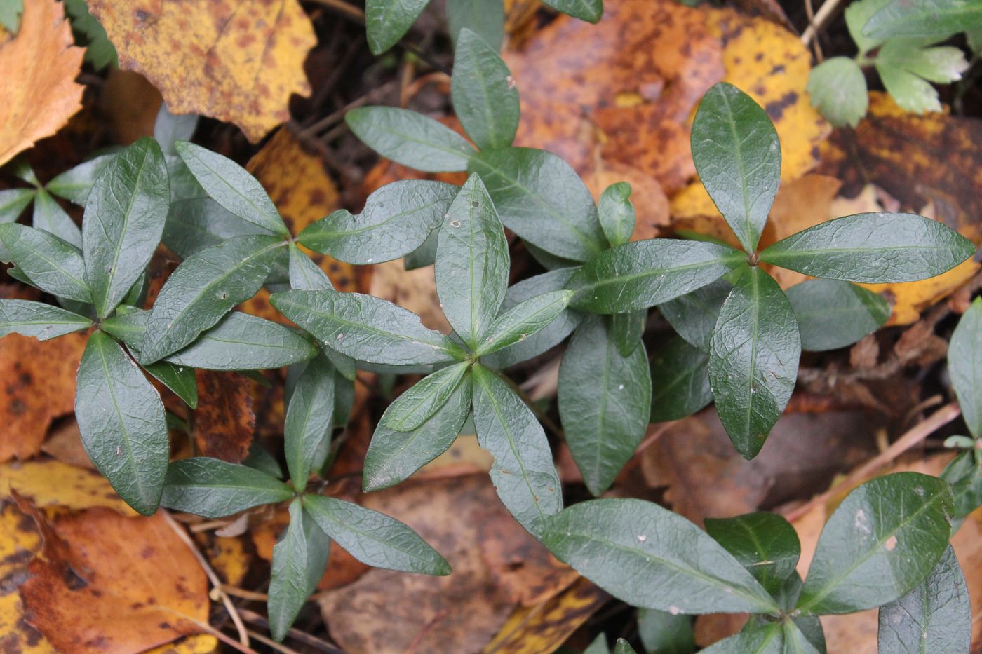 Image of Vinca minor specimen.